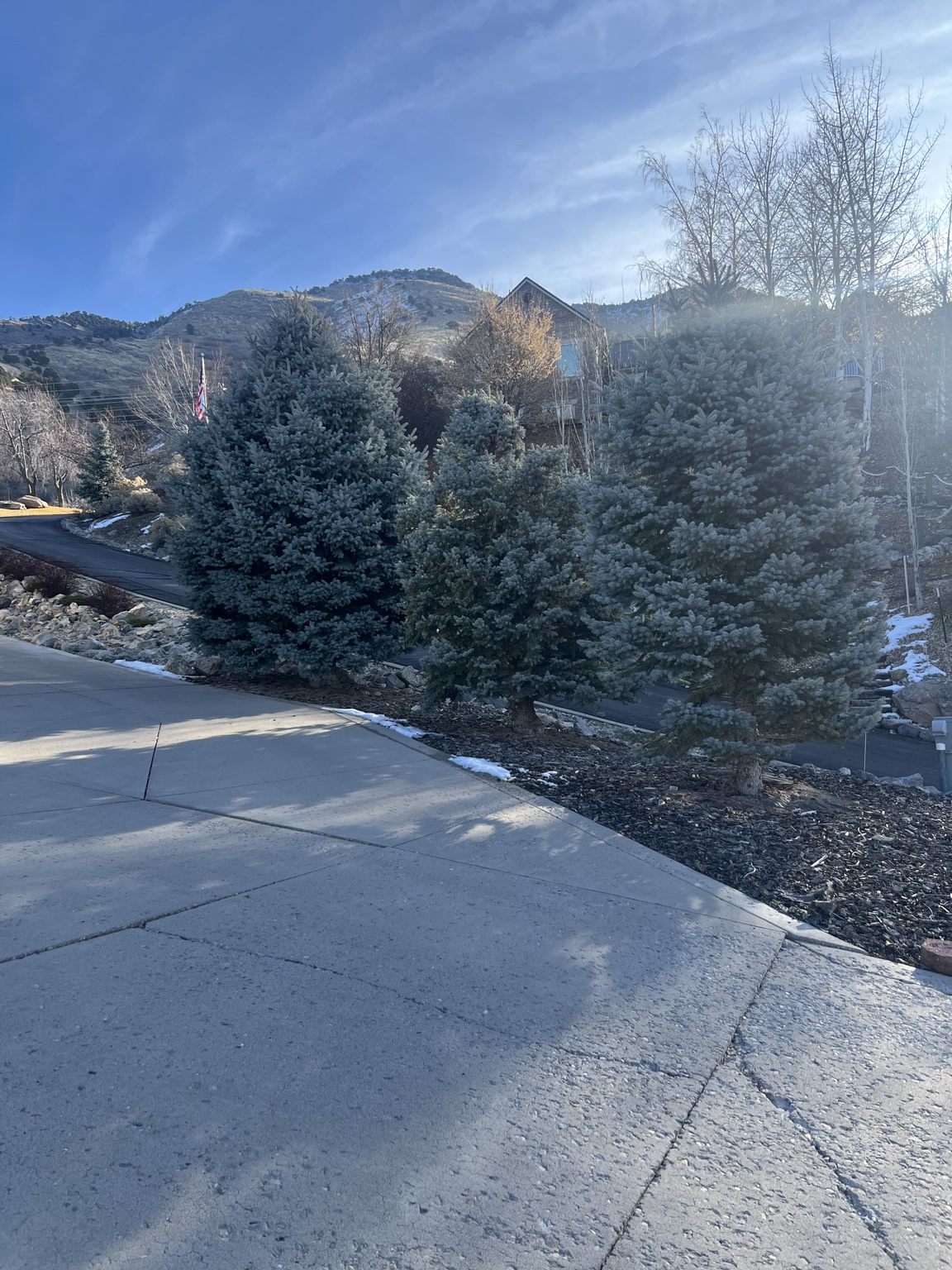 Evergreens before cleanup work