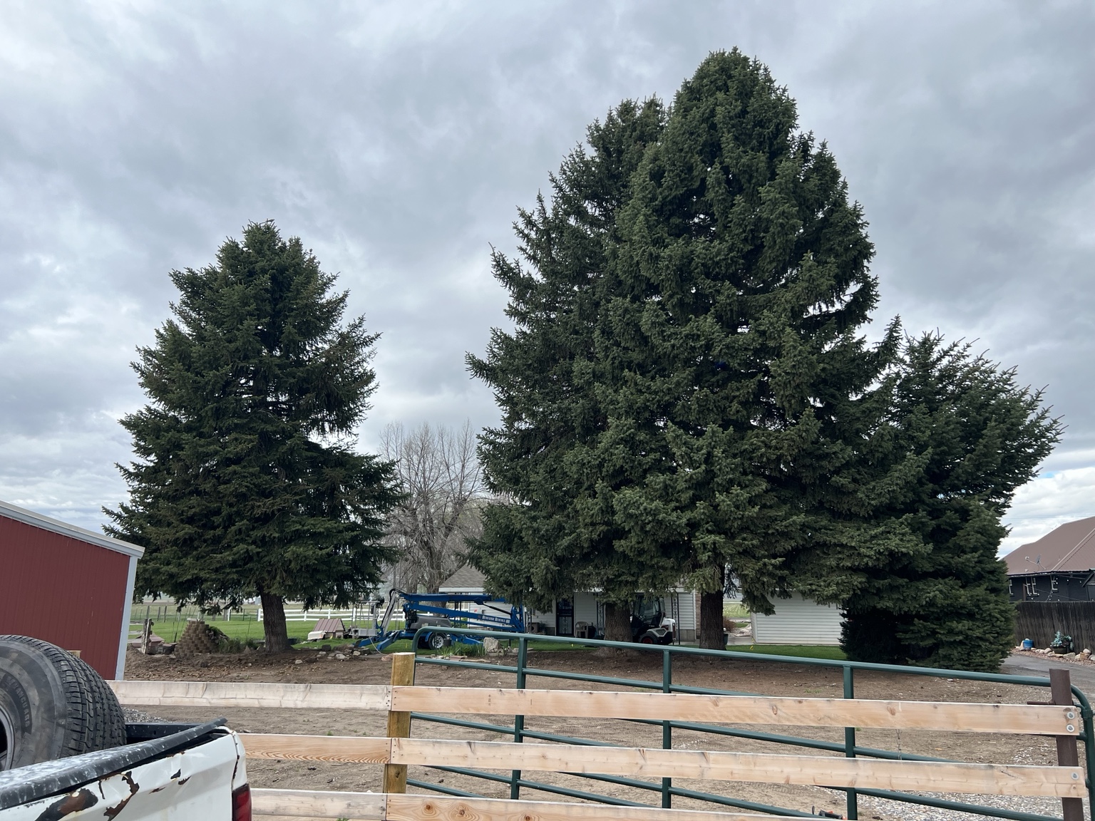 Large evergreens before removal