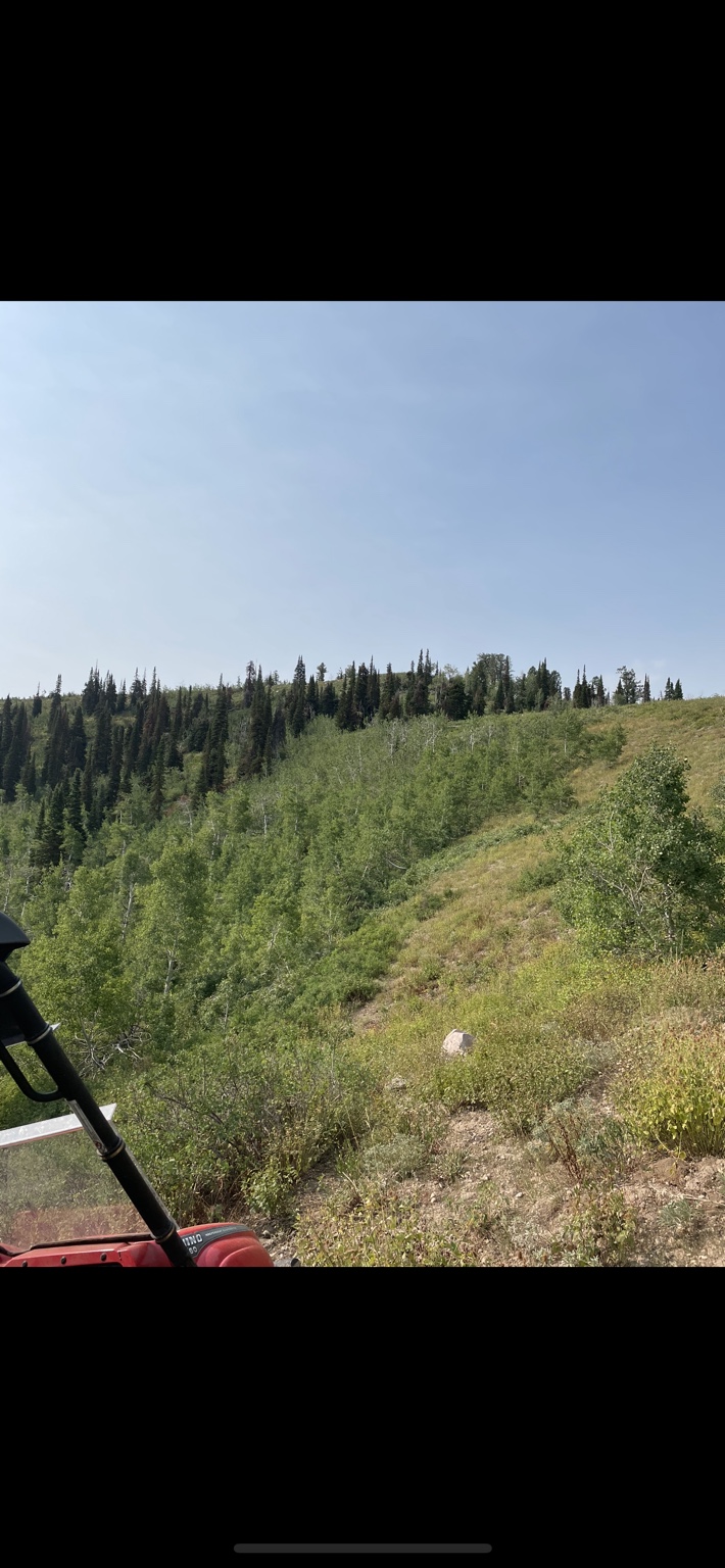 Overgrown hillside before cleanup