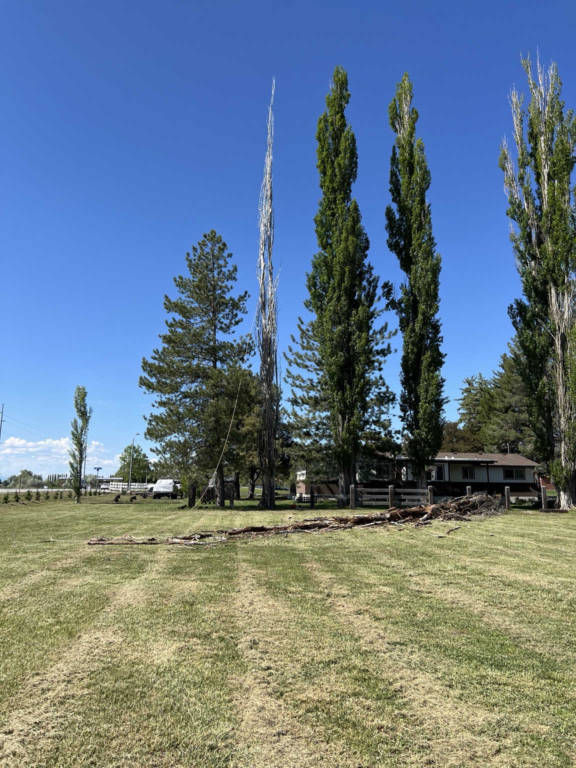 Standing dead tree before removal