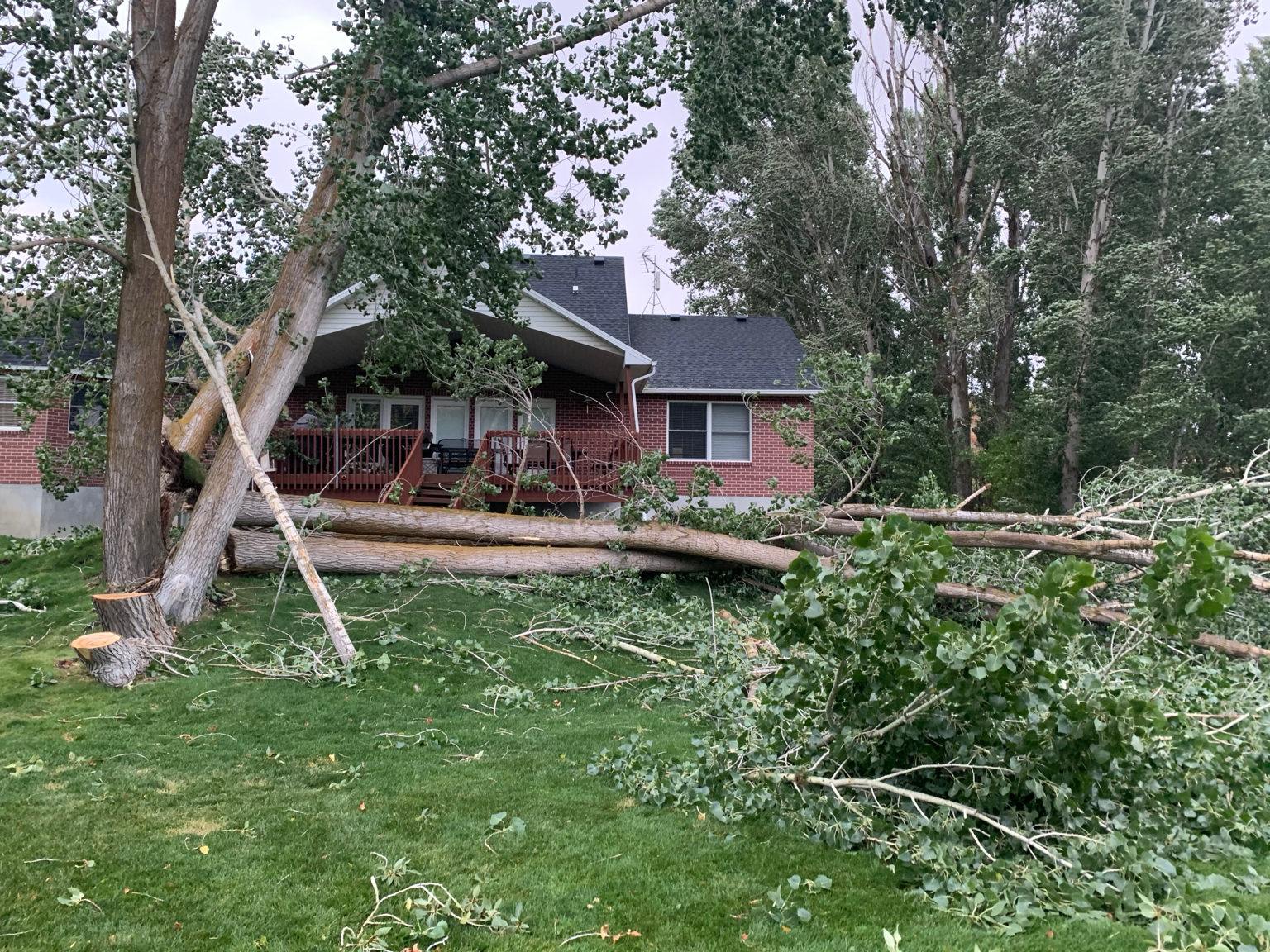 Large storm damaged trees down across a yard