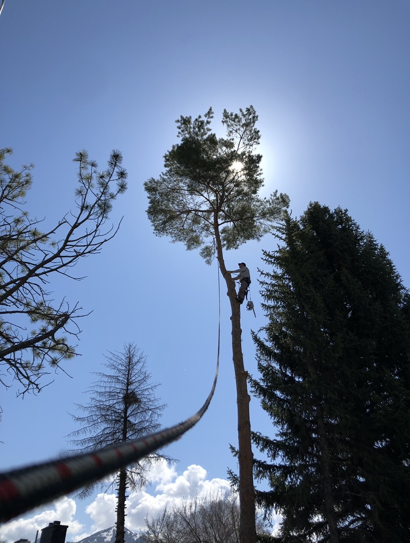 Tree climber working high in a tree