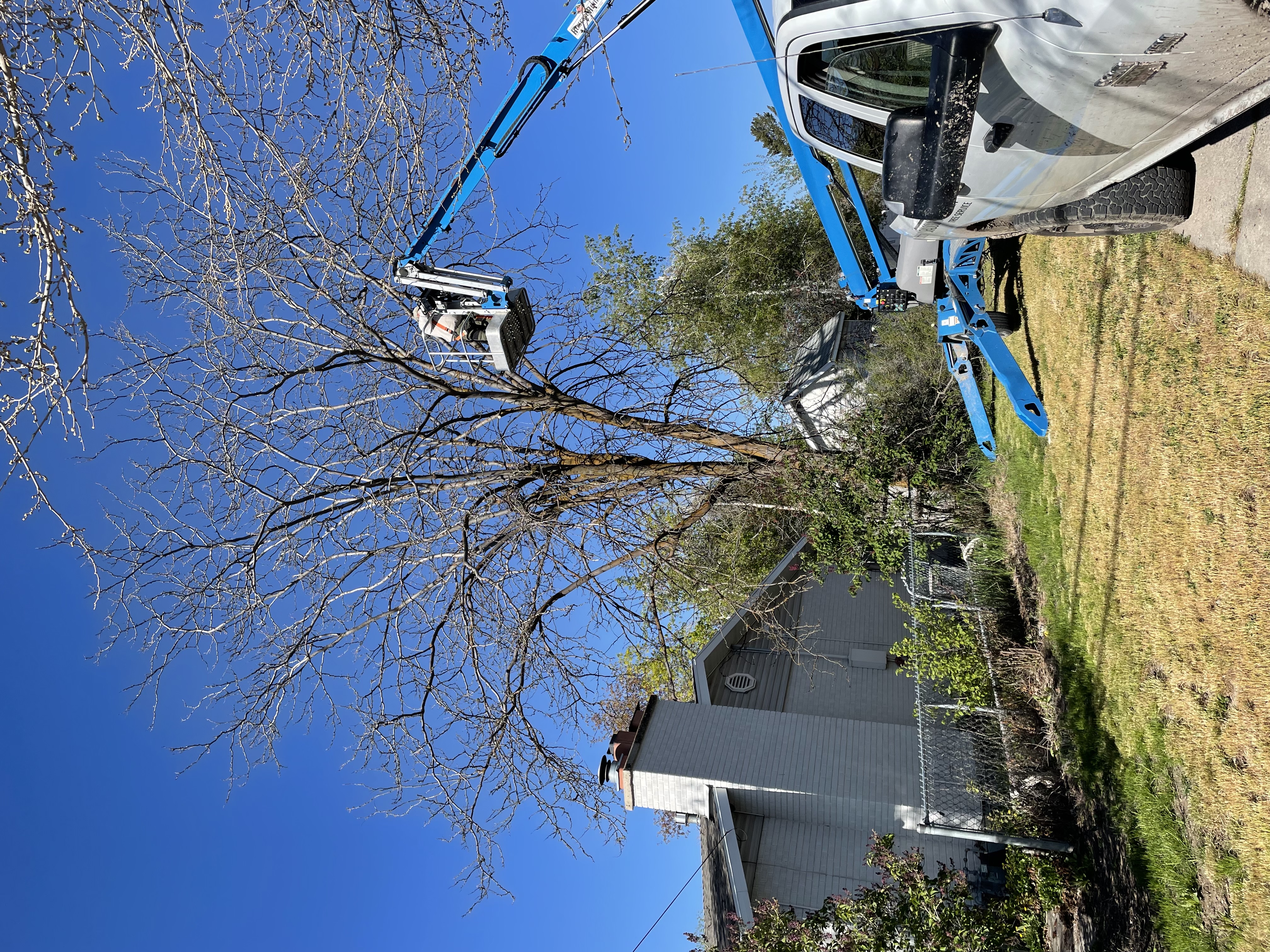 Lift being used for large tree trimming near a home