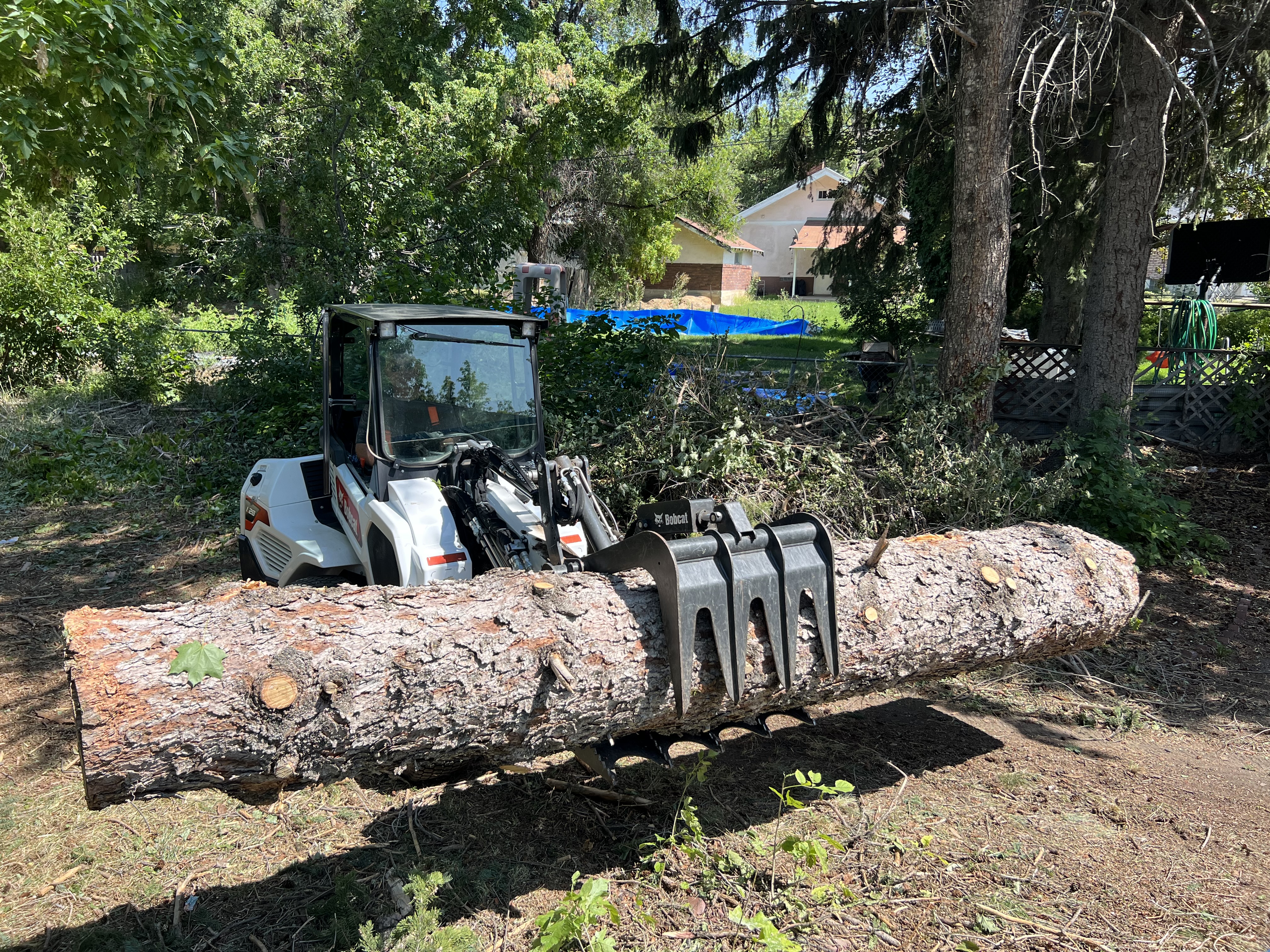 Loader moving cut tree material during cleanup